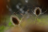Kontes foto makro