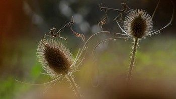 Karya Pepe Badia Marrero. Foto: The Garden Photographer of the Year Awards