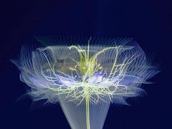 Karya Memukau Jawara Kontes Foto Makro