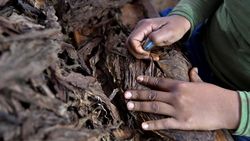 Kreatif! Seniman Kuba Bikin Lukisan dari Daun Tembakau Kreatif! Seniman Kuba Bikin Lukisan dari Daun Tembakau