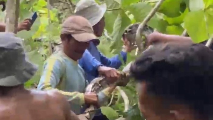 Momen evakuasi ular piton di Saptosari Gunungkidul, Selasa (5/3/2024). Evakuasi ular piton 4 meter ini dilakukan 6 orang dan memakan waktu satu jam.