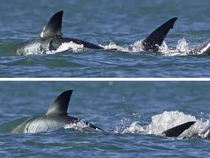 Jadi Predator Puncak di Laut, Ternyata Begini Taktik Orca Saat Memangsa Hiu Putih