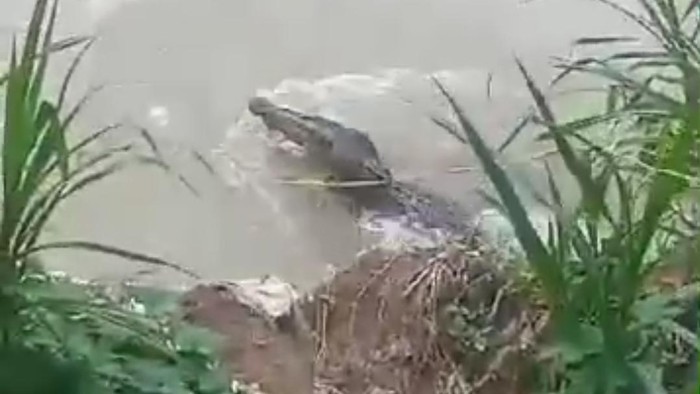 Seekor buaya muncul di Sungai Salubattang Kota Palopo, Sulawesi Selatan (Sulsel).