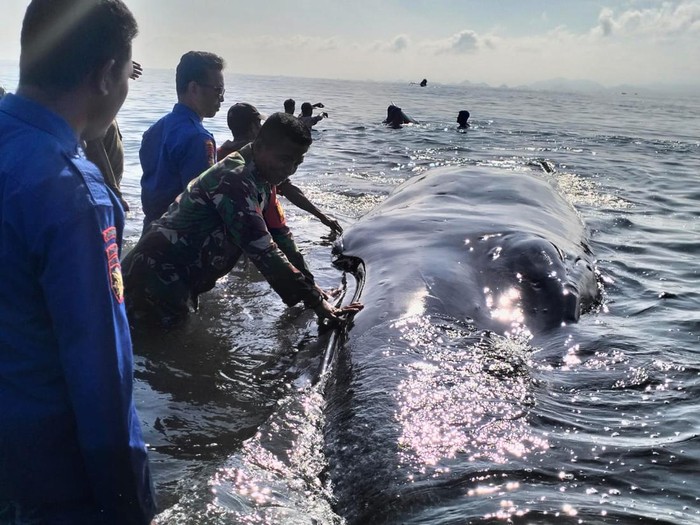 Petugas mengevakuasi paus bungkuk yang terdampar di Lombok Timur, NTB, Rabu (6/3/2024). (Foto: Humas Polres Lombok Timur)