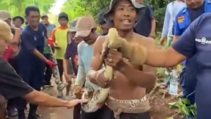 Ular piton dievakuasi petugas dan warga di Saptosari, Gunungkidul, Selasa (5/3/2024).