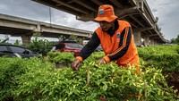 PPSU Kelurahan Cipinang Melayu memanfaatkan lahan kosong seluas kurang lebih 700 meter persegi di bawah jembatan tol untuk pertanian perkotaan atau urban farming.  