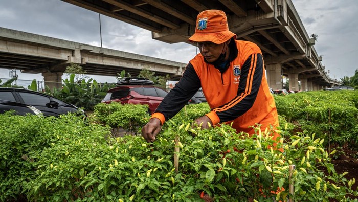 Seorang petugas penanganan prasarana dan sarana umum (PPSU) Cipinang Melayu menyiram tanaman kangkung di bawah jembatan tol Becakayu (Bekasi-Cawang-Kampung Melayu), Jakarta, Selasa (5/3/2024).  PPSU Kelurahan Cipinang Melayu memanfaatkan lahan kosong seluas kurang lebih 700 meter persegi di bawah jembatan tol untuk pertanian perkotaan atau urban farming yang bertujuan mendukung program ketahanan pangan dari pemerintah. ANTARA FOTO/Bayu Pratama S/nym.