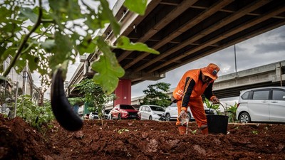 Potret Kolong Tol Disulap Jadi Lahan Pangan