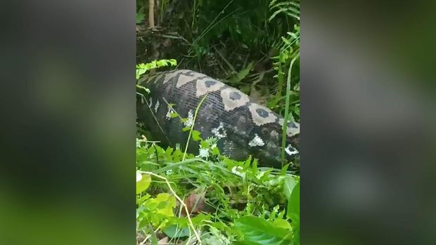 Warga di Kabupaten Polewali Mandar, Sulawesi Barat (Sulbar) dibuat geger dengan temuan ular piton yang memangsa anak sapi milik warga di kebun. Hewan melata itu mati usai ditebas warga menggunakan parang.