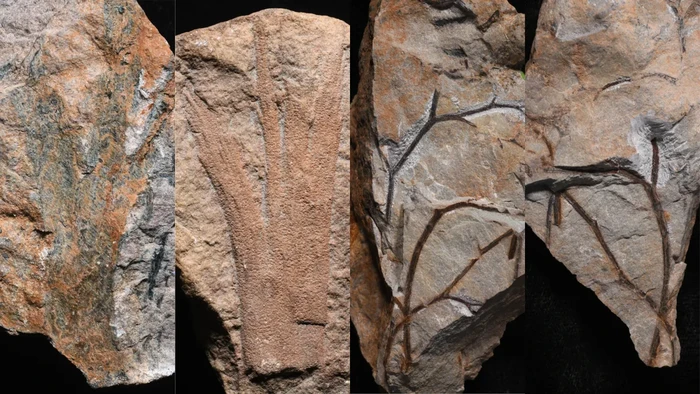 Fosil hutan tertua