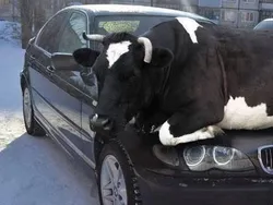 Deretan Foto Kesialan yang Bikin Elus Dada, Kamu Pernah Mengalami?