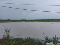 943 Hektare Sawah di Cirebon Terendam Banjir, Terancam Gagal Panen