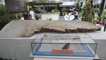 Mengenang 10 Tahun Hilangnya Malaysia Airlines MH370