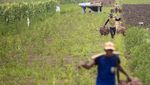 Panen Bawang Merah, Petani Malah Ngeluh Harga Turun