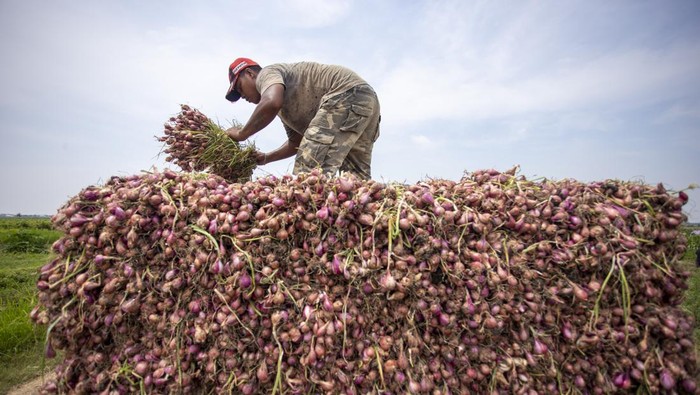 Petani menata bawang merah hasil panen di Gebang, Kabupaten Cirebon, Jawa Barat, Kamis (7/3/2024). Petani setempat mengeluhkan turunnya harga bawang merah saat mereka panen dari biasanya Rp20.000 per kilogram kini menjadi Rp8.000 per kilogram, sementara biaya pupuk dan upah buruh tani naik. ANTARA FOTO/Dedhez Anggara/rwa.