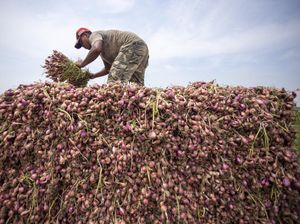 BPS Waswas Mahalnya Harga Bawang Merah & Gula Picu Inflasi April 2024