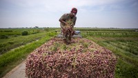 Petani menata bawang merah hasil panen di Gebang, Kabupaten Cirebon, Jawa Barat, Kamis (7/3/2024).
