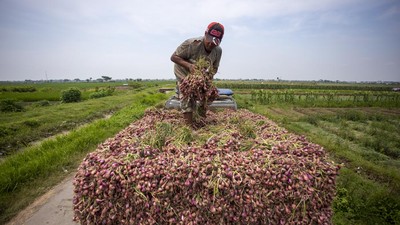 Panen Bawang Merah, Petani Malah Ngeluh Harga Turun