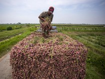 Panen Bawang Merah, Petani Malah Ngeluh Harga Turun