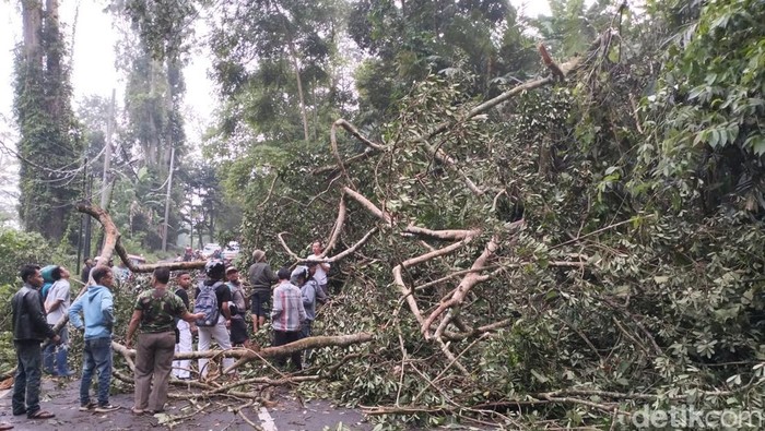 Pohon tumbang timpa sejoli asal Cirebon di Kuningan