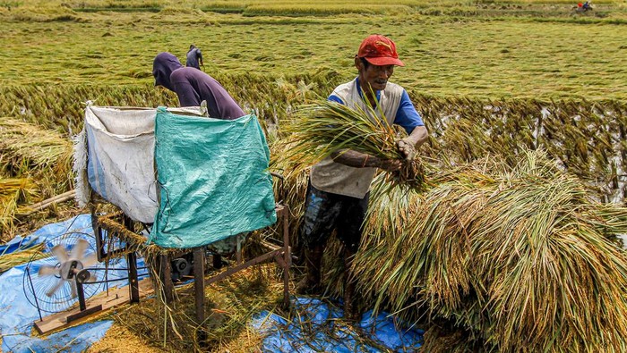 Petani memanen padi di Padangan, Bojonegoro, Jawa Timur, Kamis (7/3/2024). Sekitar 20 hektare lahan pertanian di kawasan itu terdampak banjir akibat tanggul waduk jebol. ANTARA FOTO/Muhammad Mada/tom.