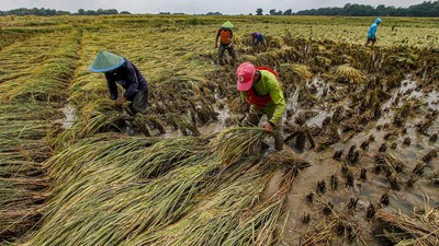 20 Hektare Lahan Pertanian di Bojonegoro Terdampak Banjir