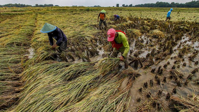 Petani memanen padi di Padangan, Bojonegoro, Jawa Timur, Kamis (7/3/2024). Sekitar 20 hektare lahan pertanian di kawasan itu terdampak banjir akibat tanggul waduk jebol. ANTARA FOTO/Muhammad Mada/tom.