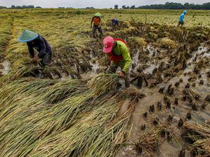 20 Hektare Lahan Pertanian di Bojonegoro Terdampak Banjir