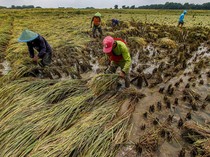 Bapanas Proyeksi Produksi Beras Januari-Maret Capai 8,6 Juta Ton