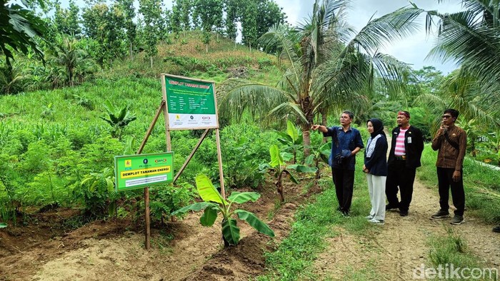 Tanaman Gamal dan Kaliandra yang akan digunakan sebagai biomassa campuran batubara untuk bahan bakar PLTU di Desa Kalijeruk, Kecamatan Kawunganten, Kabupaten Cilacap, Kamis (7/3/2024).
