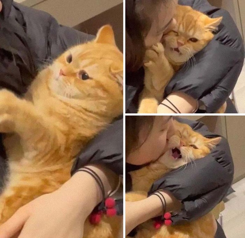 Tingkah Konyol Kucing yang Bikin Good Mood