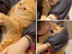 Tingkah Konyol Kucing yang Bikin Good Mood