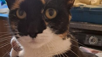 Berapa ya berat badanku. Foto: Boredpanda