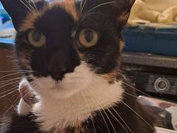 Tingkah Konyol Kucing yang Bikin Good Mood