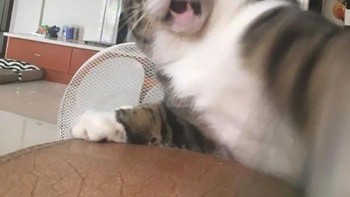 Selfie dulu gaes. Foto: Boredpanda