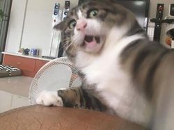 Tingkah Konyol Kucing yang Bikin Good Mood