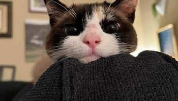 Hai. Foto: Boredpanda