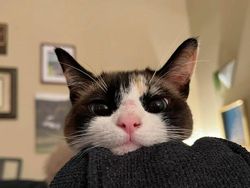 Tingkah Konyol Kucing yang Bikin Good Mood