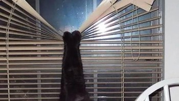 Tolong, aku tersangkut di gorden. Foto: Boredpanda