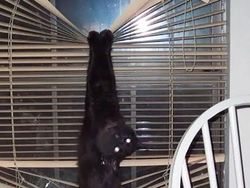 Tingkah Konyol Kucing yang Bikin Good Mood