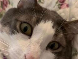 Tingkah Konyol Kucing yang Bikin Good Mood