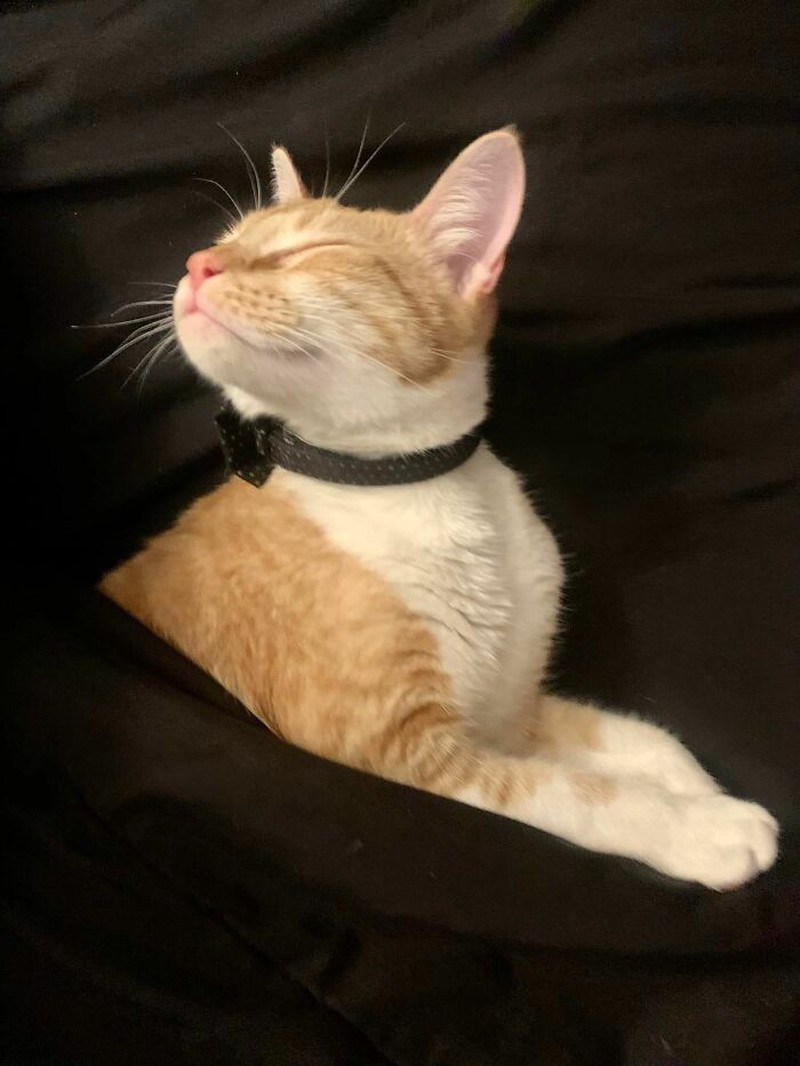 Tingkah Konyol Kucing yang Bikin Good Mood