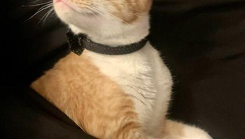 Kucing oyen lagi ngambek. Foto: Boredpanda