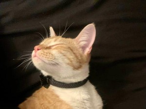 Kata Studi, Kucing Juga Sedih Saat Hewan Peliharaan Lainnya Mati