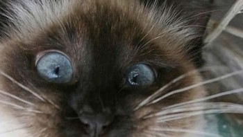 Hii apa itu? Foto: Boredpanda