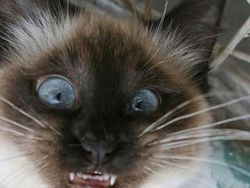 Tingkah Konyol Kucing yang Bikin Good Mood