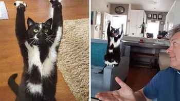 Ini adalah Keys, ia terus mengangkat tangannya dan tidak ada yang tahu alasannya apa. Foto: Boredpanda