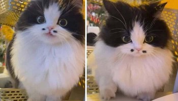 Dua tompel yang bikin tambah cute. Foto: Boredpanda