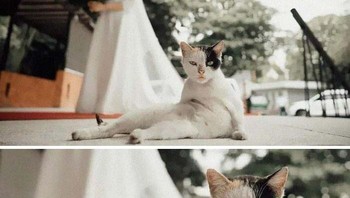 Foto pernikahan dengan si kucing bergaya seksi. Foto: Boredpanda