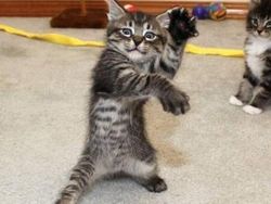 Tingkah Konyol Kucing yang Bikin Good Mood